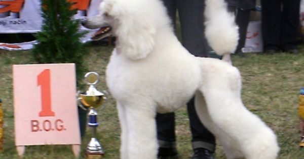 Nice Scandinavian Puppy Huffish Therapy Animals Purebred