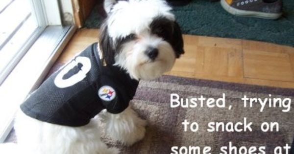 Pittsburgh Steelers Dog Spawty Pittsburgh Steelers Steelers