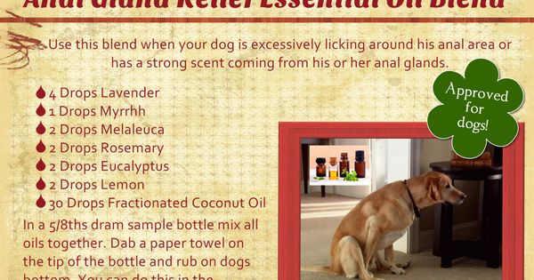 Pin By Dianne Fox On Dog Remedies Essential Oils Dogs Essential