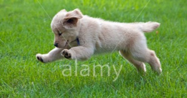 Eight Week Old Golden Retriever Puppy Running On The Grass C H