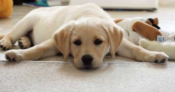 12 Week Old Yellow Lab Lab Puppies