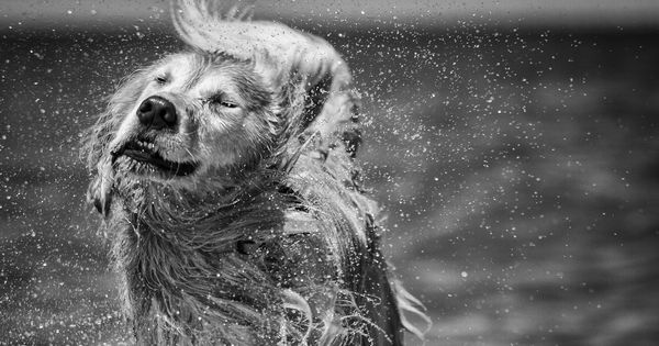 Shake It Off By Larry Greene On 500px Shake It Off Dogs Animals