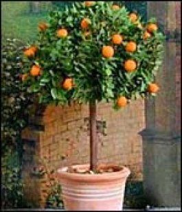 El Naranjo Enano Fruit Trees In Containers Growing Plants Planting Herbs