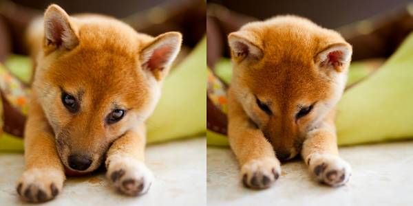 画像 今日の柴犬 はれぞう 可愛すぎる動物 柴犬 可愛いワンちゃん 画像 今日の柴犬 はれぞう 可愛すぎる動物 柴犬 可愛いワンちゃん