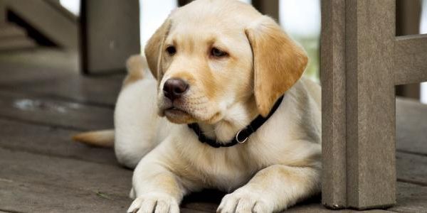تفسير رؤية الكلاب في المنام لابن سيرين Labrador Retriever Animals Labrador