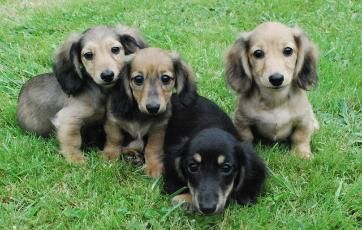 Photo Gallery Washington State Dachshunds Our Past Present