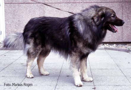 Sarplaninac Dog Breeds Molosser Keeshond