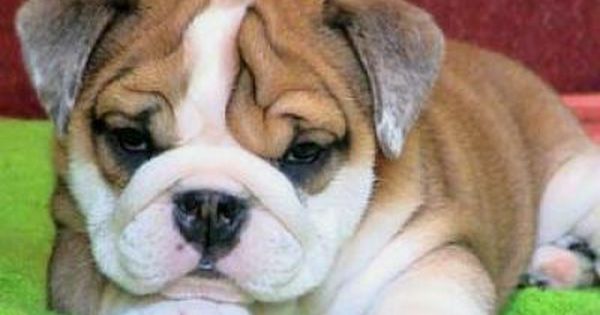 Bulldog English Bulldog Puppies Bulldog Puppies