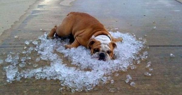 Funny Hot Weather Pictures Funny Hot Weather Pics 96five