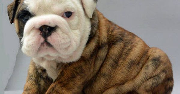 Miniature English Bulldog Puppies For Sale Google Search