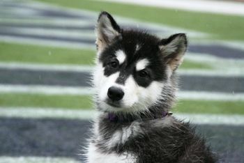 Meet Dubs The U W Mascot Most Beautiful Dogs Siberian Husky