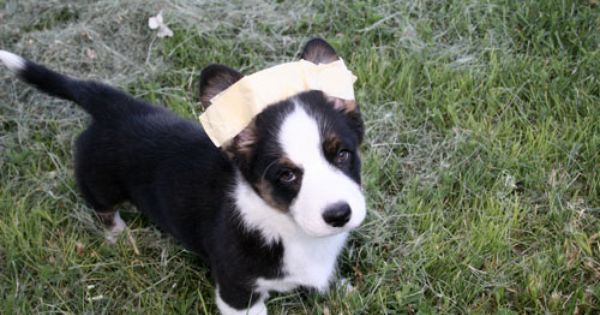 Taping Corgi Ears Corgi Dog Love Corgi Puppy