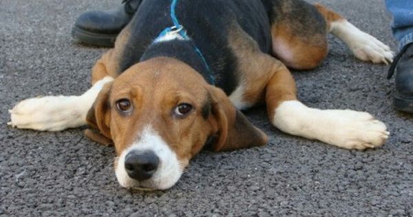 foxhound beagle mix pictures