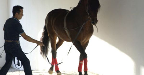 Pin By Tashina Edinger On The Royal Andalusian School Of Equestrian Art Foundation La Fundación Real Escuela Andaluza Del Arte Ecuestre Horses Andalusian Horse Pretty Horses