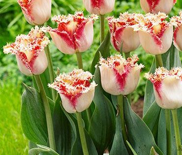 Ballroom Fringed Tulip Ballroom Fringed Tulip Rose Flower Pictures Tulips Flower Bulbs Garden