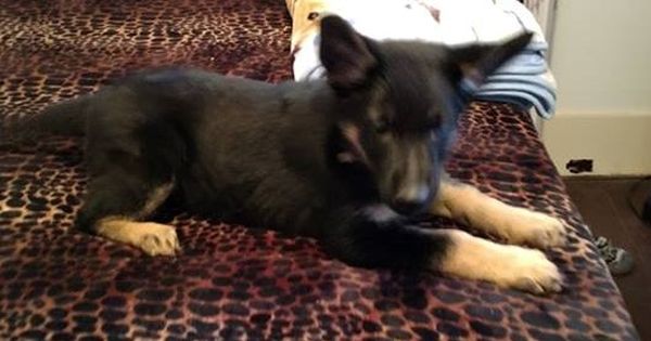 German Shepherd Dog Siberian Husky Mix Puppy For Sale In Warren