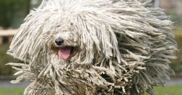 Komondor Dog As A Pet Plus Pets Dogs Cats Puppies And Much More 犬のおもしろ写真 赤ちゃんおもしろ画像 珍しい動物