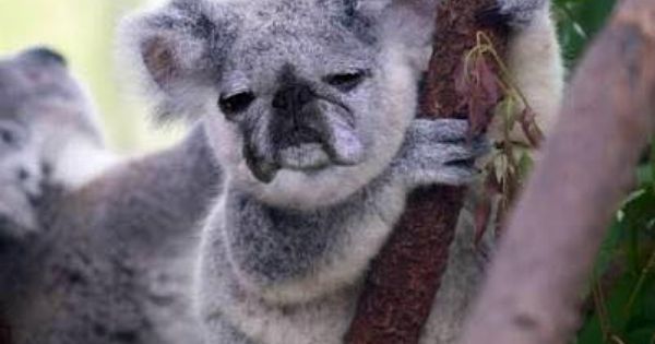 Pug Koala Bear With Images Koala Baby Koala Cute Animals