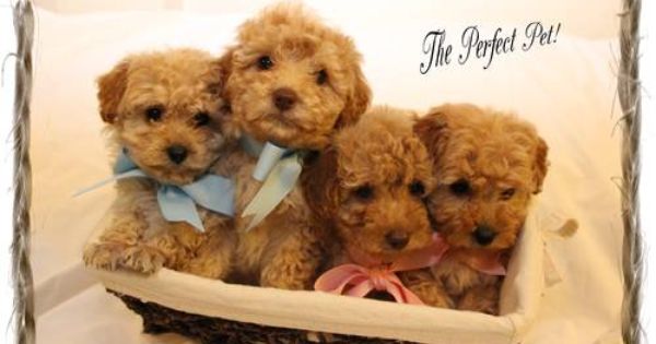 Ckc Toy Poodle Puppies Toy Poodle Puppies Puppies Poodle Puppy