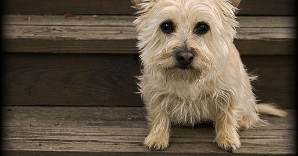 Blonde Cairn Terrier I M Not Gonna Be Able To Hold Out Much