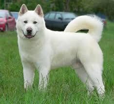 30 Popular Dog Breeds In The World Akita Akita Japones Caes Racas