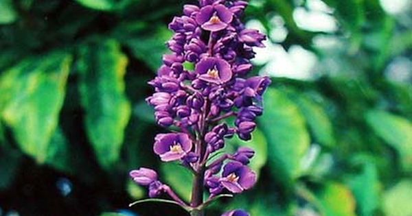 Hawaiian Blue Ginger Plant Dichorisandra Thyrsiflora Grow