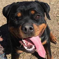 King Rottweiler Upcoming Litters King Rottweilers Akc German
