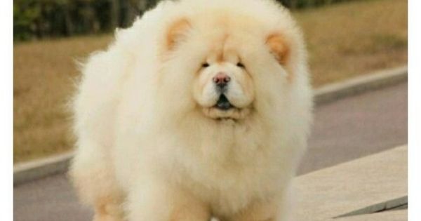 Someone Get Me This Big Fluffy Dogs Fluffy Dogs Chow Chow Dogs