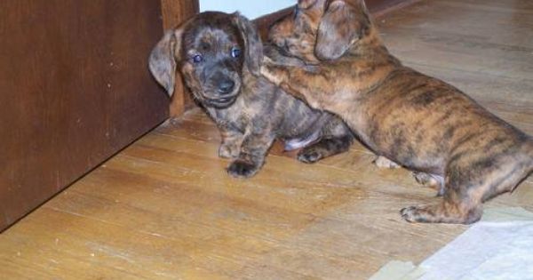 Male Brindle Mini Dachshund Puppy Pet Hacks Dachshund