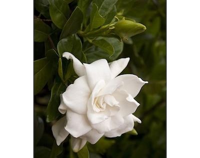 Monrovia White Everblooming Gardenia Flowering Shrub In Pot With