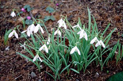 Rhs Plant Selector Galanthus Atkinsii Agm Rhs Gardening