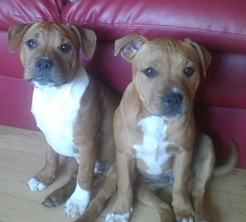 Staffordshire Bull Terrier Puppies Pitbull Terrier