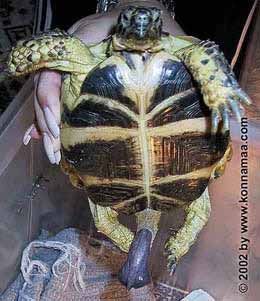Top 10 Strangest Genitalia In The Animal Kingdom Turtle