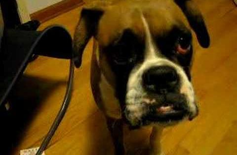 Precious Boxer Dog Argues With Owner About Bed Time Video Cute