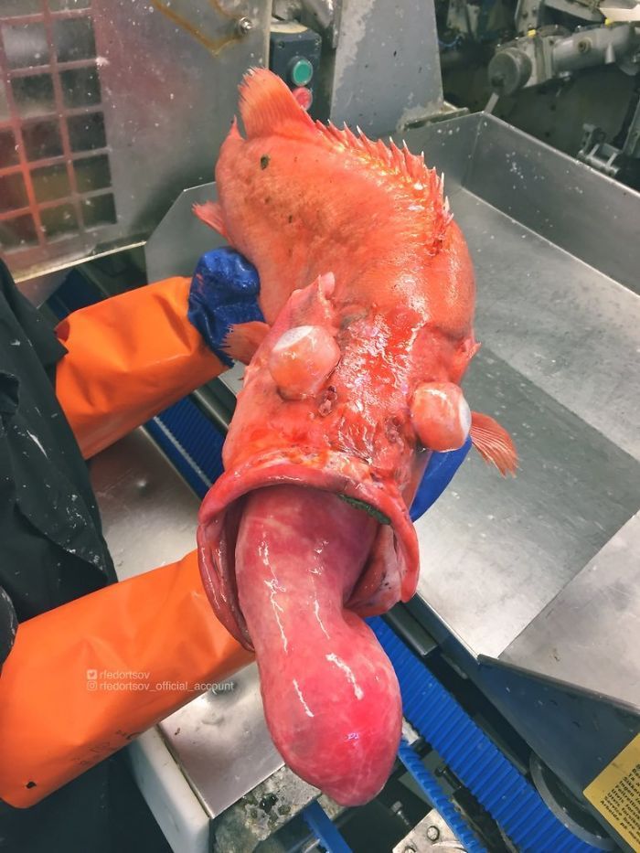 Angler Claims To Catch Fish With His Penis After Swimming Naked In River