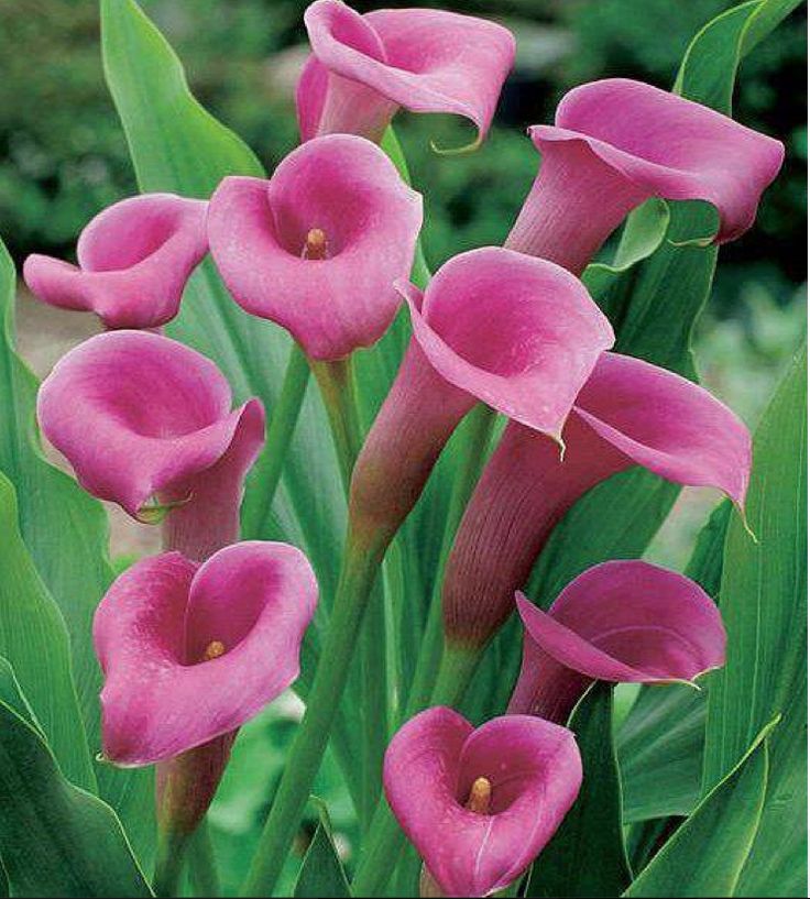 96 Best Calas Images On Pinterest Calla Lilies Lily And Cala Lillies My Favorite Flower