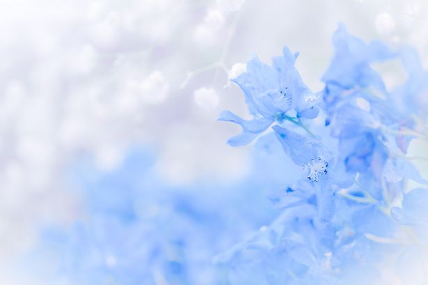 𝓅 𝒾 𝓃 𝓉 𝑒 𝓇 𝑒 𝓈 𝓉 𝓈𝑜𝓂𝒶𝓃𝓎𝑜𝒸𝓈 青色 背景 青い美学 壁紙 花