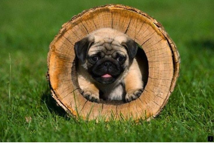 Discover More About Pug Rescue Near Me Click The Link For More