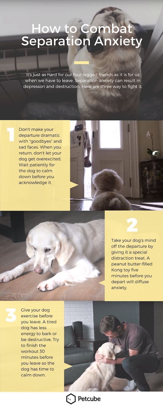 how to deal with puppy separation anxiety 25 b 228 sta separation anxiety id 233 erna p 229 barndisciplin f 246 r 228 ldraskap how to deal with puppy separation anxiety 25 b 228 sta separation anxiety id 233 erna p 229 barndisciplin f 246 r 228 ldraskap