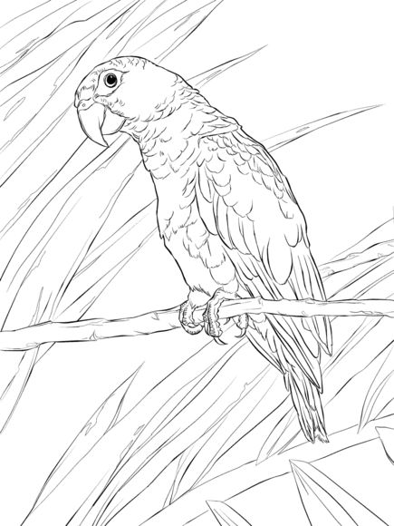 Puerto Rican Parrot Coloring page Free Printable Coloring Pages