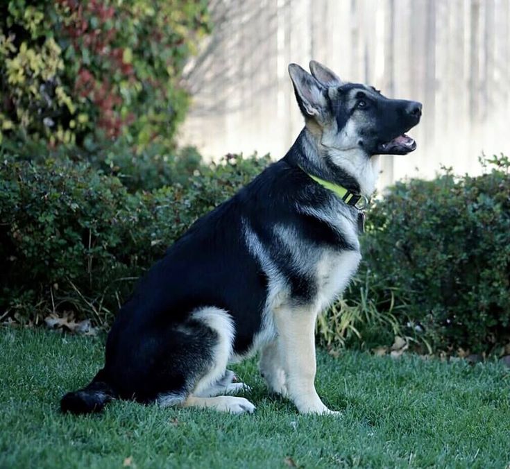 silverback german shepherd silverback german shepherd