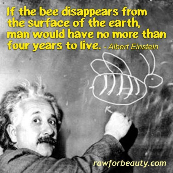 Pin by Wendy Brown on Food Glorious Food | Einstein, Bee quotes, Bee