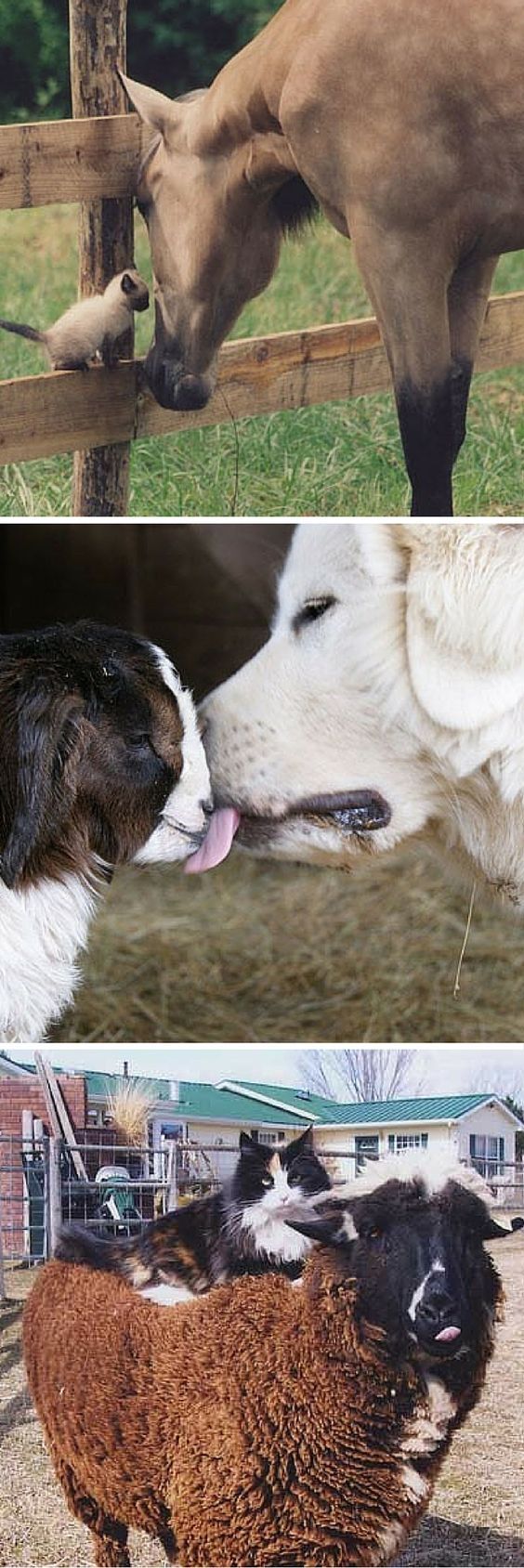 Strange And Adorable Farm Animal Friends Strange And Adorable Farm Animal Friends