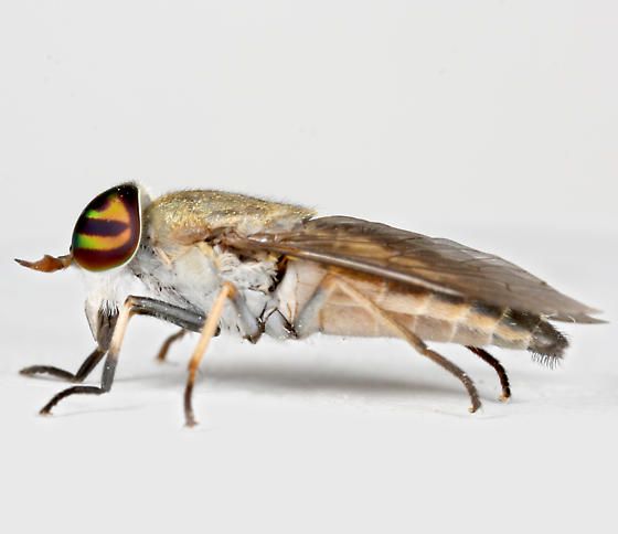 horse fly lifespan