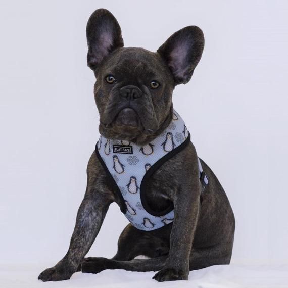 Flat Face Reversible Dog Harness Comfort Chest Harness Blue