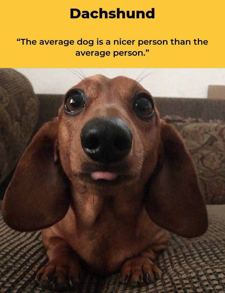 Dachshund Friendly And Curious Daschund Dog Dachshund Funny