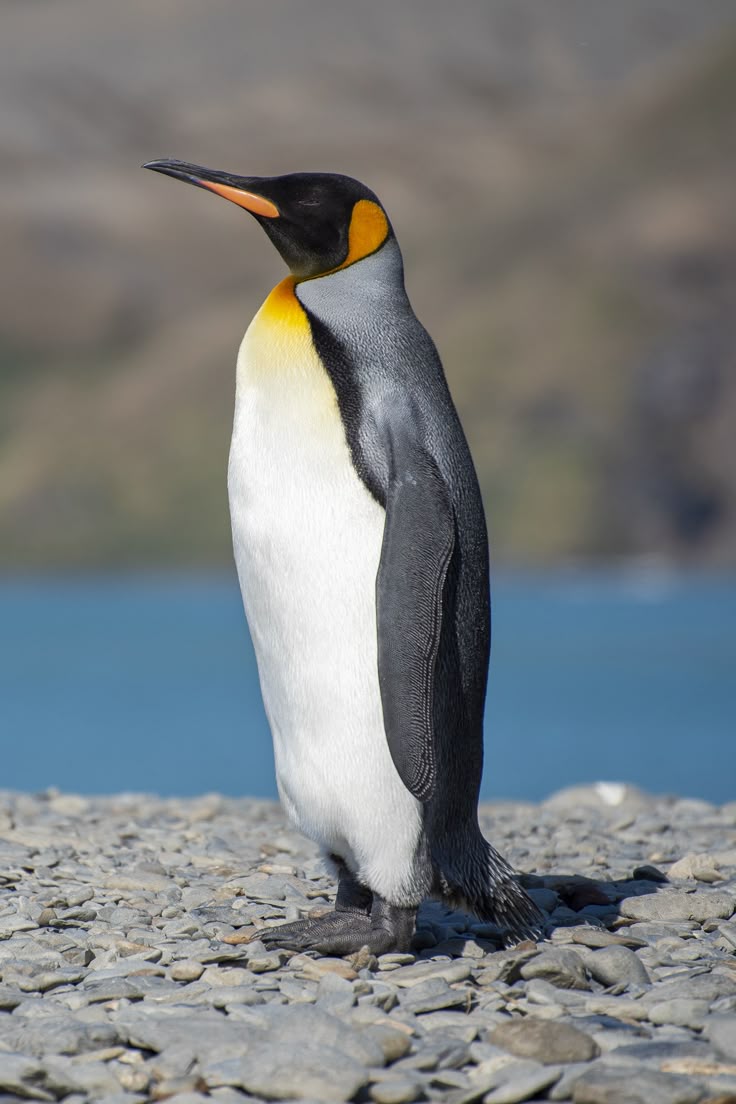 A King Penguin's Birth Through Maturity Takes An Unusually Long Time Compared With The Rest Of The Penguin World - Betwe… | King Penguin, Penguins, Penguin Pictures A King Penguin's Birth Through Maturity Takes An Unusually Long Time Compared With The Rest Of The Penguin World - Betwe… | King Penguin, Penguins, Penguin Pictures