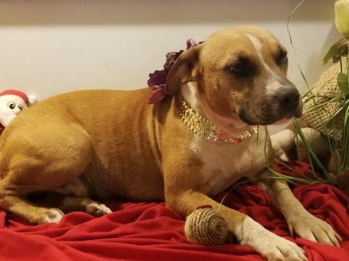 Vacaville Ca Annie Rose Is An Adoptable Dog American