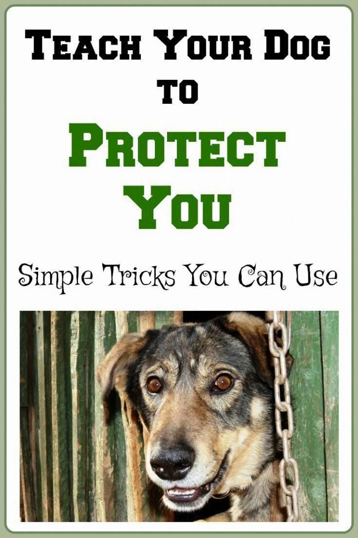 Help Techniques And Information For Basic Dog Care And Training