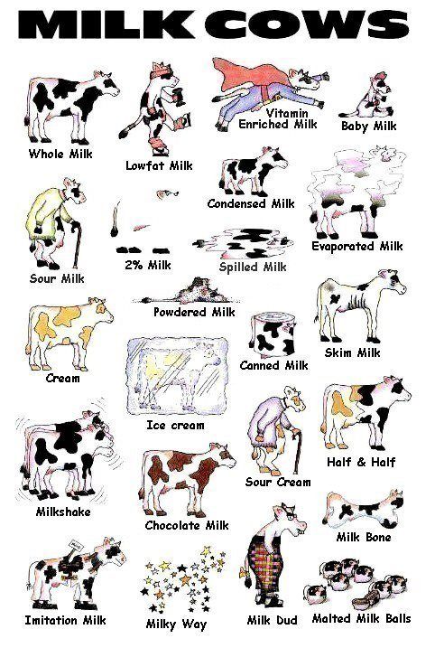 Hahaha So Funny Chocolate Milk Cow Hahaha So Funny Chocolate Milk Cow